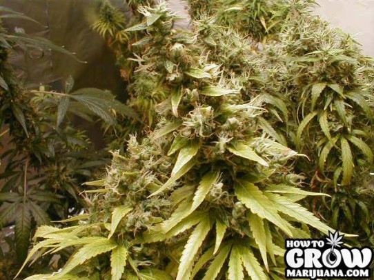 Dutch Seeds Shop – Big Bud Feminized Seeds