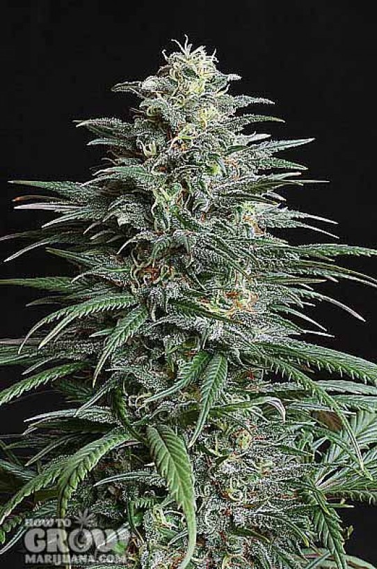 The Seed Bank – Big Bud x Skunk #1 Auto Feminized Seeds