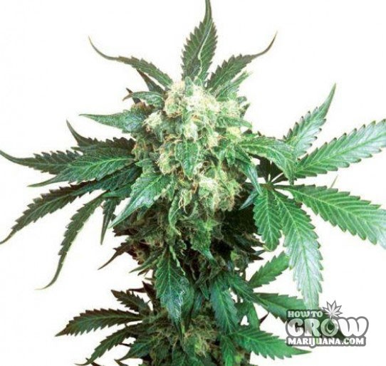 Sativa Seeds – Blackberry Feminized Marijuana