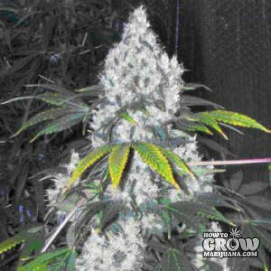 Nirvana – Blue Mystic Autoflowering Feminized Seeds