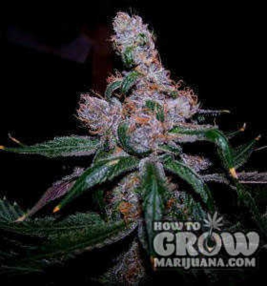 Blue Feminized Seeds