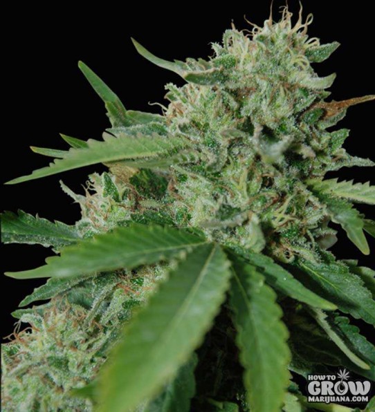 World of Seeds – Brazil Amazonia Feminized Seeds