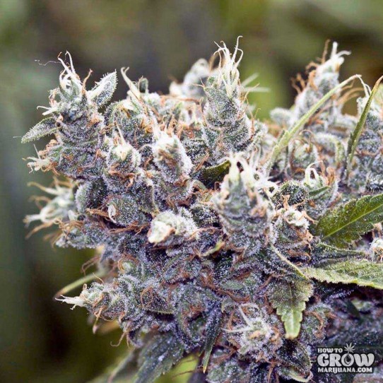 Female – Bubblegummer Feminised Seeds