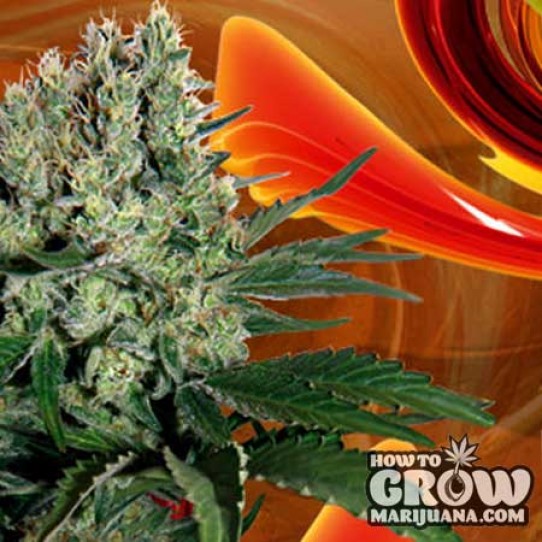 Buddha – Syrup Autoflowering Feminized Seeds