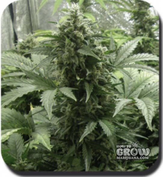 Buddha – White Dwarf Autoflowering Feminized Marijuana Seeds