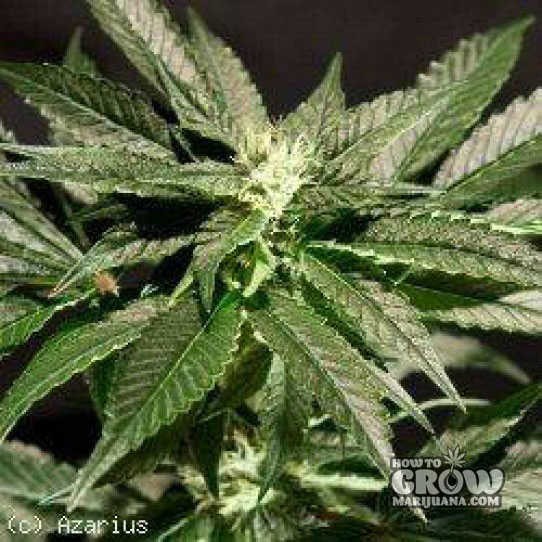 Bulldog – Bubblegum Kush Feminised Marijuana Seeds