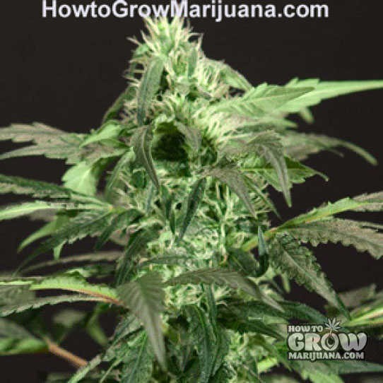 Bulldog – Northern Light Feminized Marijuana Seeds