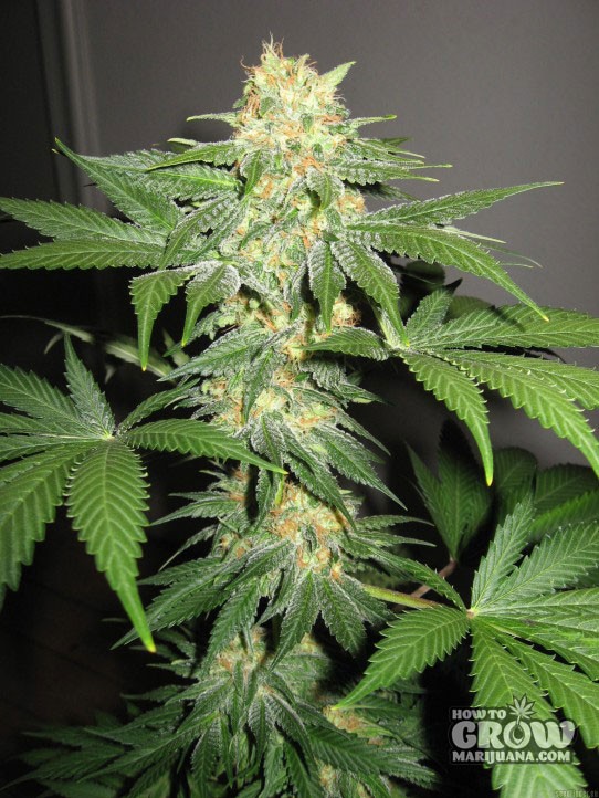 Sensi – California Indica Seeds