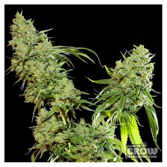 Resin – Cannatonic Feminized Seeds