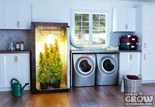 Grow Box – Hydroponic Boxes Reviewed