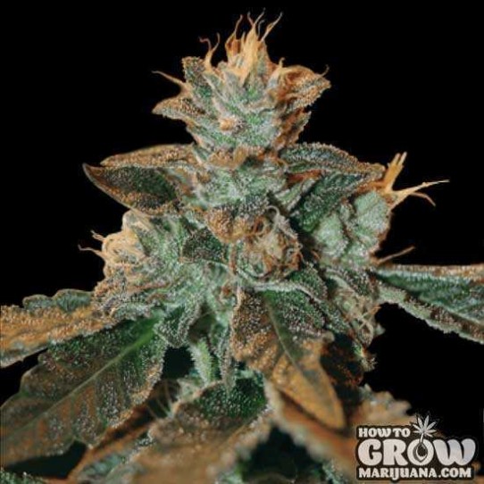 DNA Genetics – Cataract Kush Feminised Seeds