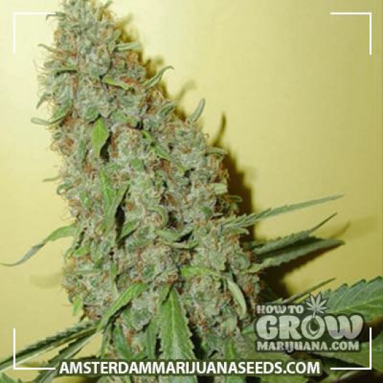 Cheese Feminized Marijuana Seeds