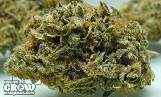 Seedism – Cheesewreck Feminized Seeds