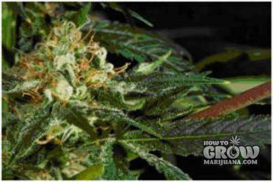 Dampkring – Cloud 9 Feminized Seeds