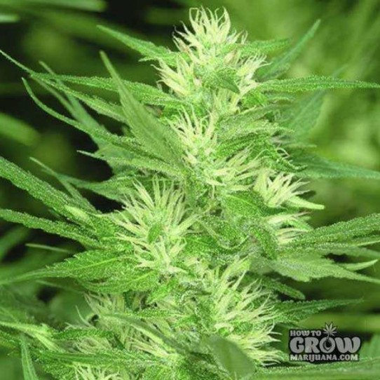 Reserva Privada – Cole Train Feminized Seeds