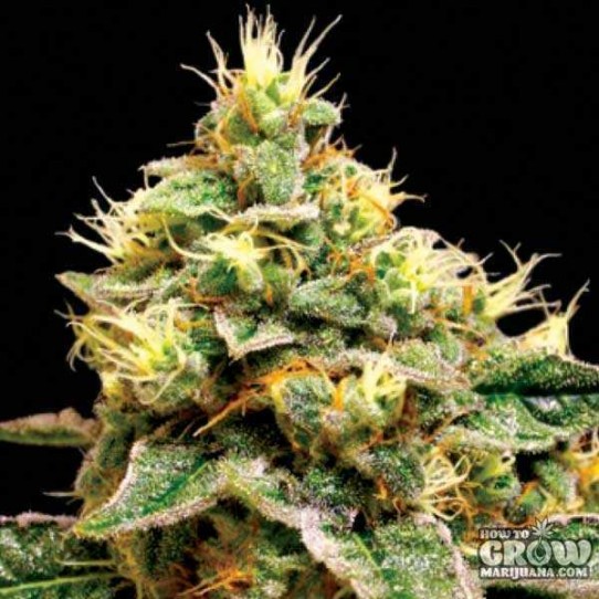 DNA Genetics – Confidential Cheese Feminized Seeds