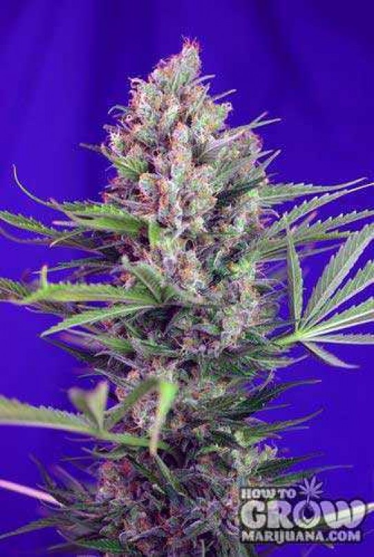 Sweet – Cream Mandarine Autoflowering Feminized Seeds