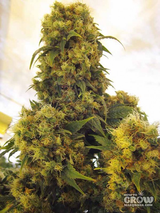 Mr Nice – Critical Skunk Seeds