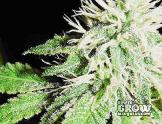 Nirvana – Crystal (C garden, super C, Amnesia C) Feminized Seeds