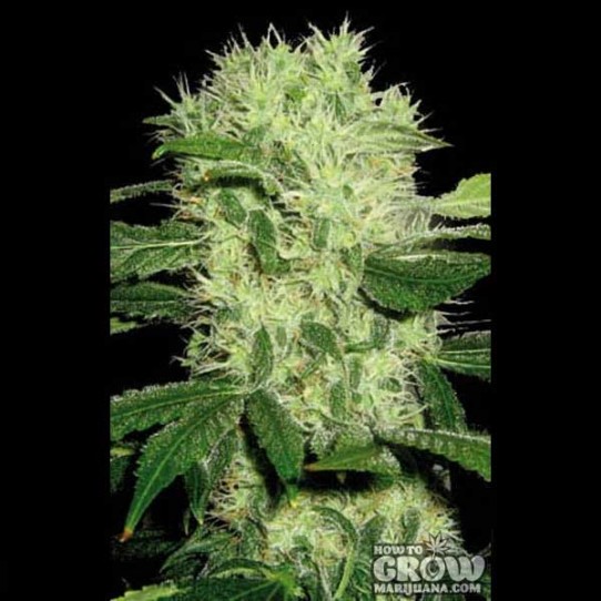 Blimburn – Dama Blanca Feminized Seeds