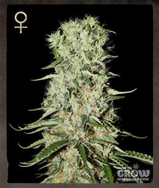 Greenhouse – Damnesia Feminized Seeds