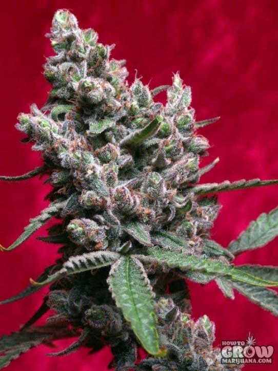 Reggae – Dance Hall Feminized Seeds