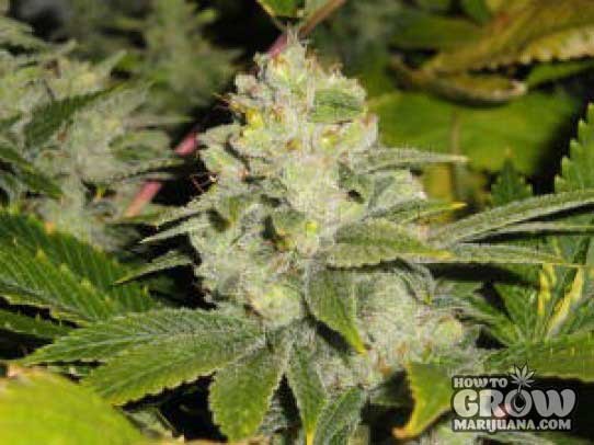 Cali Connection – Deadhead OG Feminized Seeds