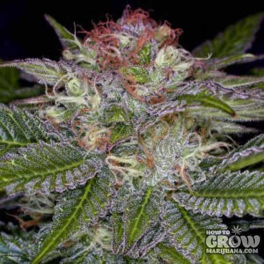 TGA Subcool – Deep Purple Seeds