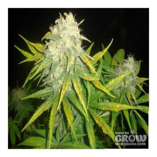 Delicious – II Diavolo Autoflowering Feminized Marijuana Seeds