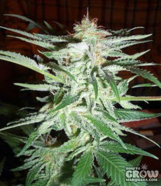 World of Seeds – Delirium Feminized Cannabis Seeds