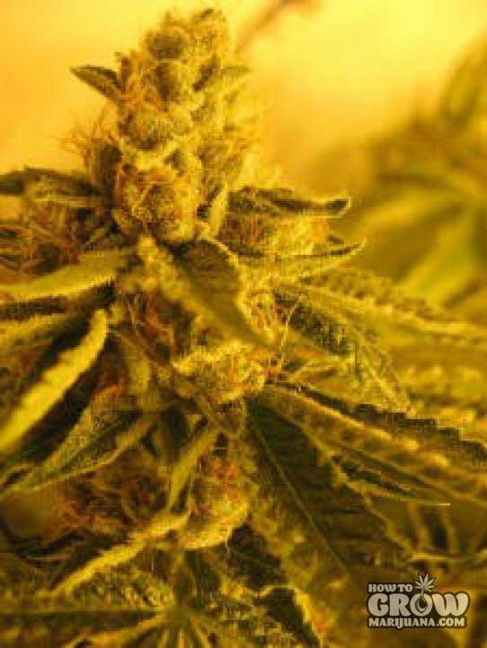 California Breeders Association – Diesel Maui Dawg Seeds