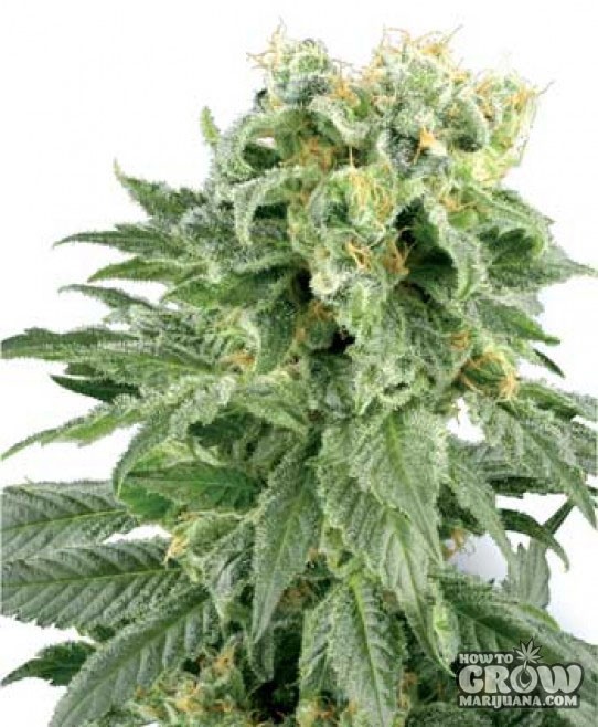 White Label – Double Gum Autoflowering Seeds