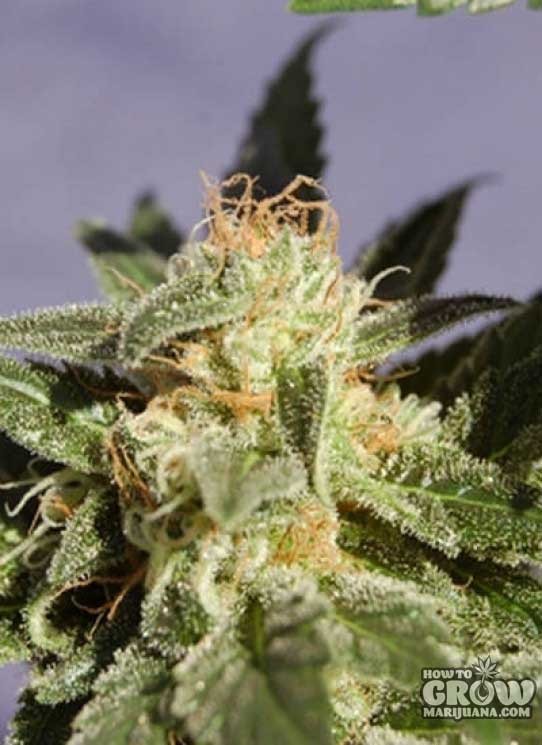 Kannabia – Dr Jekill Feminized AutoFlowering Seeds