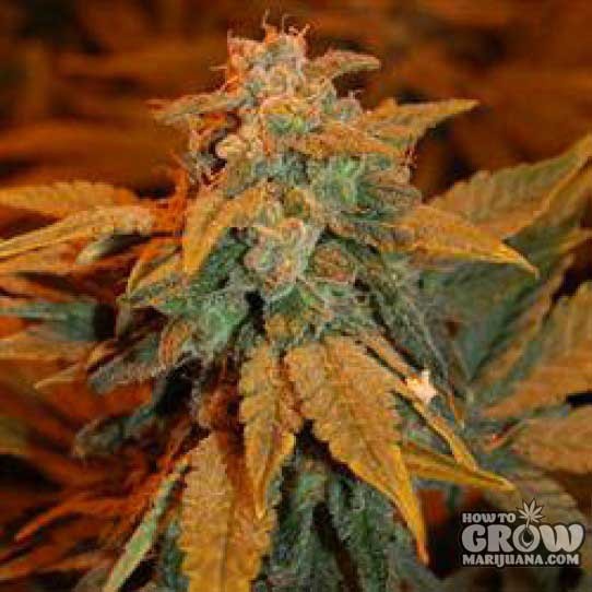 Dready – Berry AutoFlowering Feminized Seeds