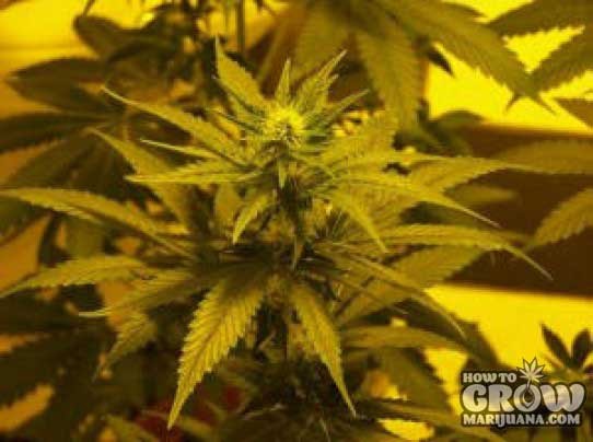 Dready – Cheese AutoFlowering Feminized Seeds