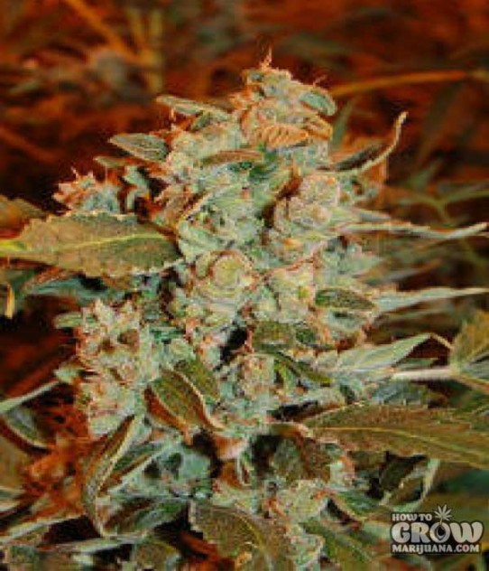 Dready – Skunk AutoFlowering Feminized Seeds