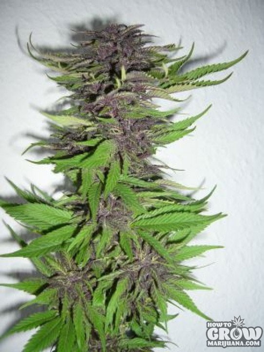 Sensi – Durban AutoFlowering Seeds