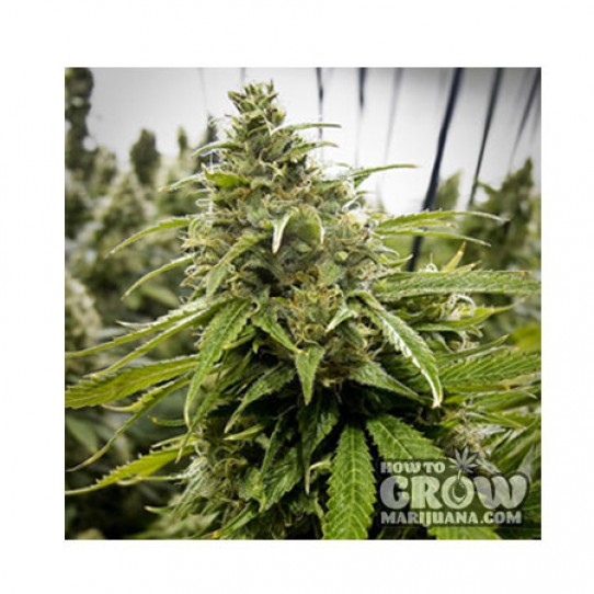 Paradise – Dutch Dragon AutoFlowering Feminized Seeds