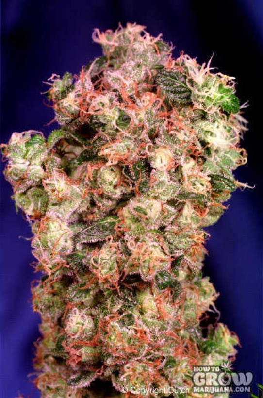 Dutch Passion – Oasis® Feminized Marijuana Seeds