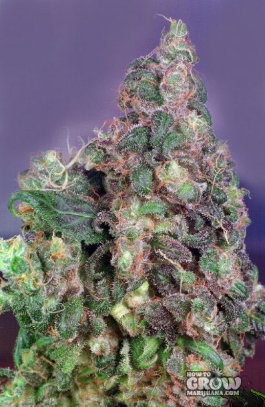 Dutch Passion – Flo Feminized Seeds