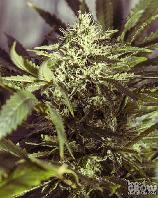 Dutch Passion – White Widow Feminized Seeds