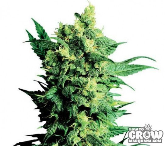 Cannabis – Early Bud Autoflowering Feminizing Seeds