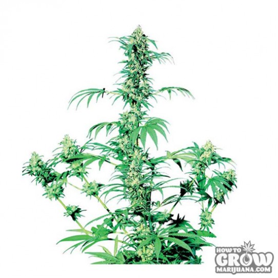 Sensi – Early Girl Feminized Seeds