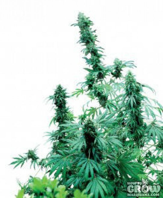 Sensi – Early Skunk Seeds