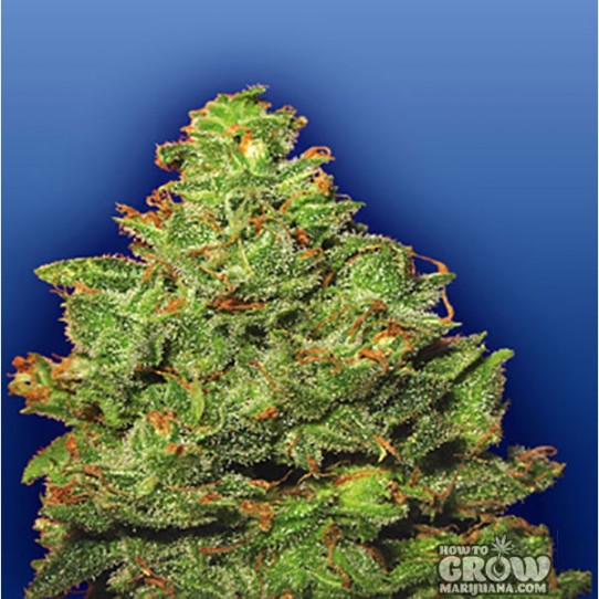 Flying Dutchmen – Edelweiss Cannabis AutoFlowering Feminized Seeds