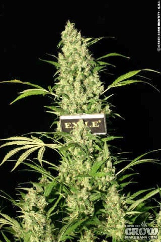 Magus Genetics – Exile AutoFlowering Feminized Seeds