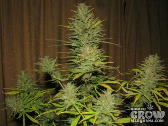 Female – Fast Nevilles Feminized Seeds