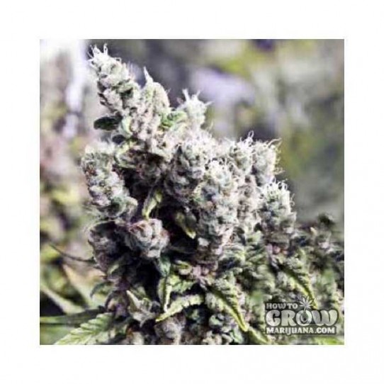 Female – X-Line Big Grapefruit Feminized Seeds