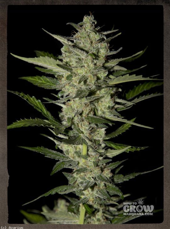 Green House – Flowerbomb Kush Seeds