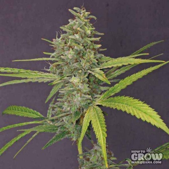 Barneys – G13 Haze Feminized Seeds